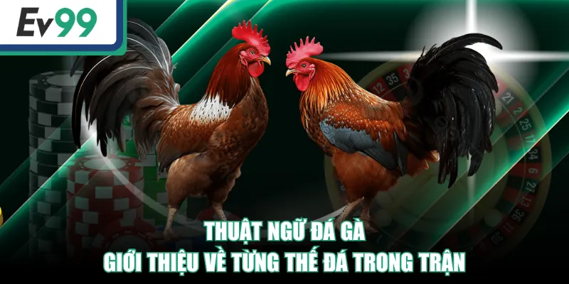 Thuật ngữ đá gà giới thiệu về từng thế đá trong trận